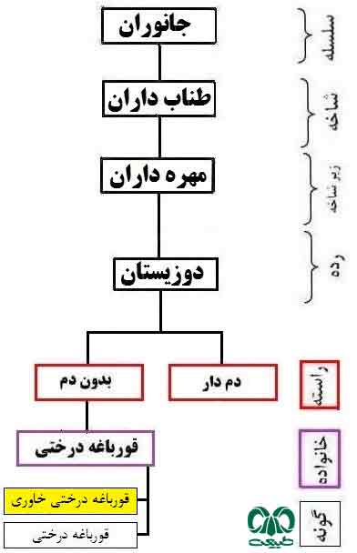 رده‌بندی و طبقه بندی