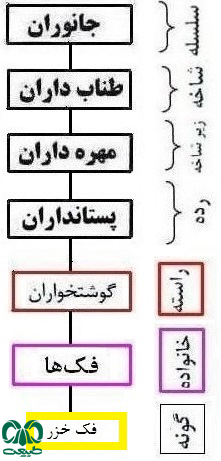 تعداد فک در دریای خزر 