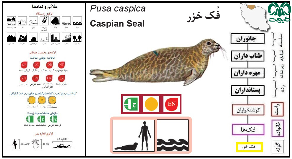 بدن فک خزر، دوکی شکل است.