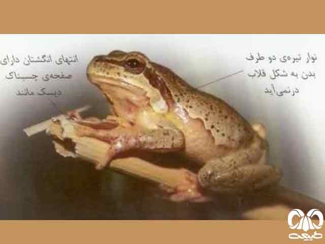 گونه‌های ایرانی