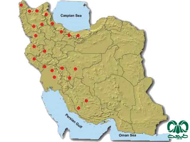 زیستگاه قورباغه درختی