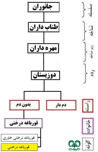 طبقه بندی گونه