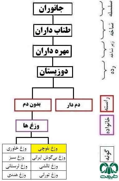 طبقه‌بندی گونه وزغ بلوچی