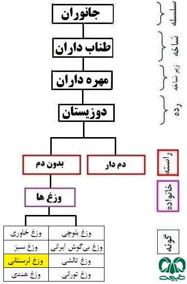  گونه وزغ لرستان