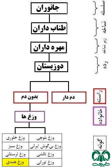 طبقه‌بندی گونه وزغ هندی