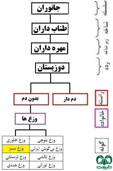 طبقه بندی گونه وزغ