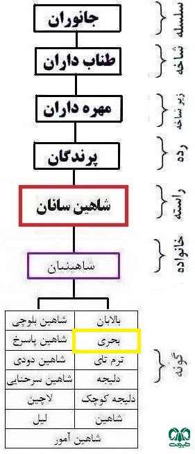  طبقه‌بندی گونه بحری 