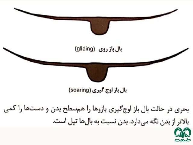 بال زدن پرنده بحری