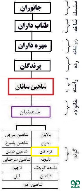  طبقه بندی گونه ترمتای