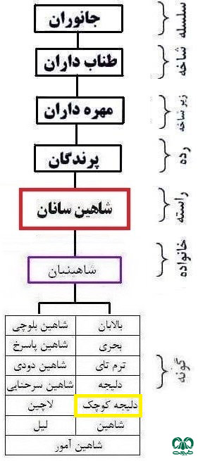  طبقه بندی گونه دلیجه کوچک