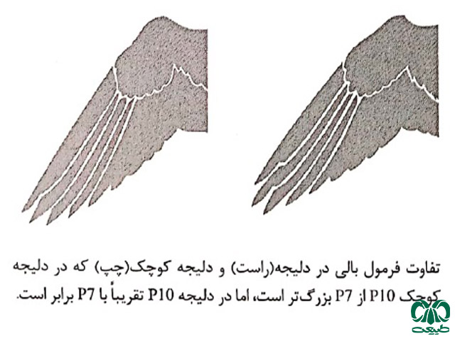 تفاوت انگشتان در بال پرنده