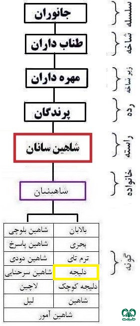 طبقه بندی گونه دلیجه