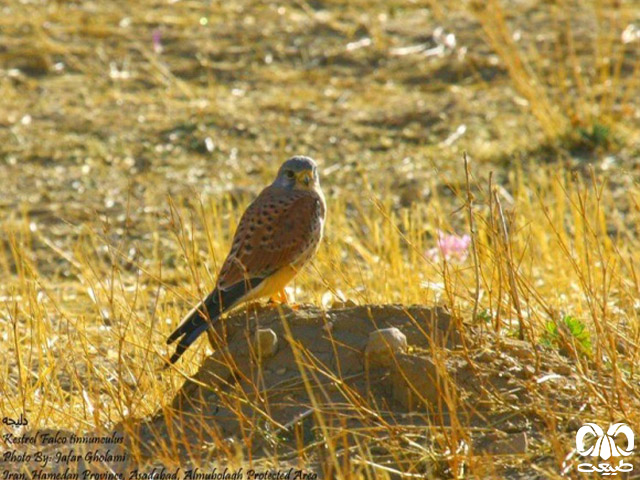  زیستگاه گونه دلیجه