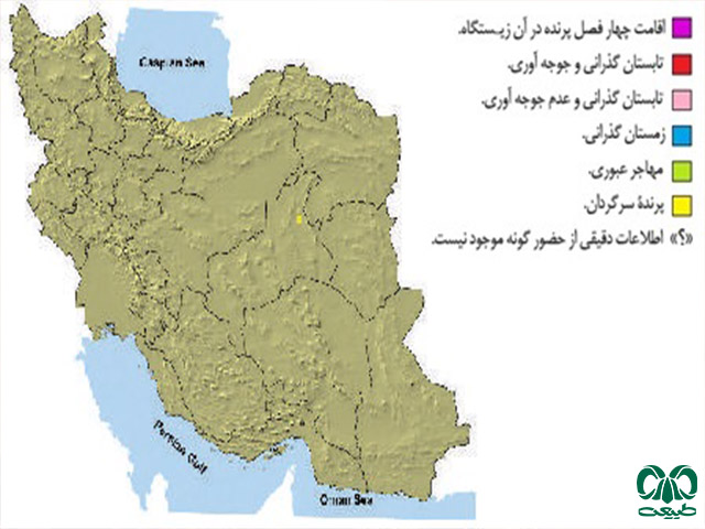 پراکندگی گونه شاهین بلوچی در ایران