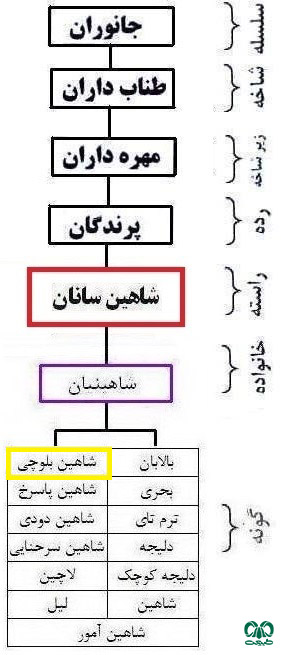  طبقه‌بندی گونه شاهین بلوچی