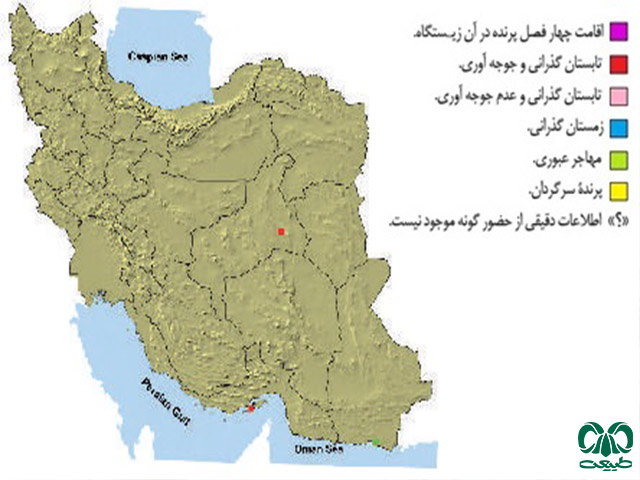  گونه شاهین دودی در ایران