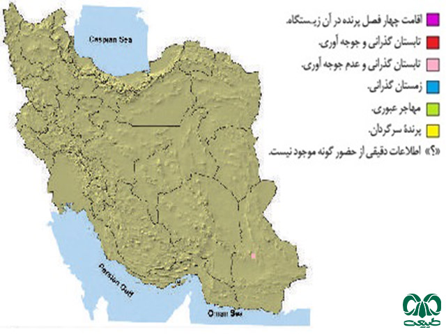  گونه شاهین سرحنایی در ایران 