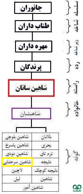  طبقه‌بندی گونه شاهین سرحنایی