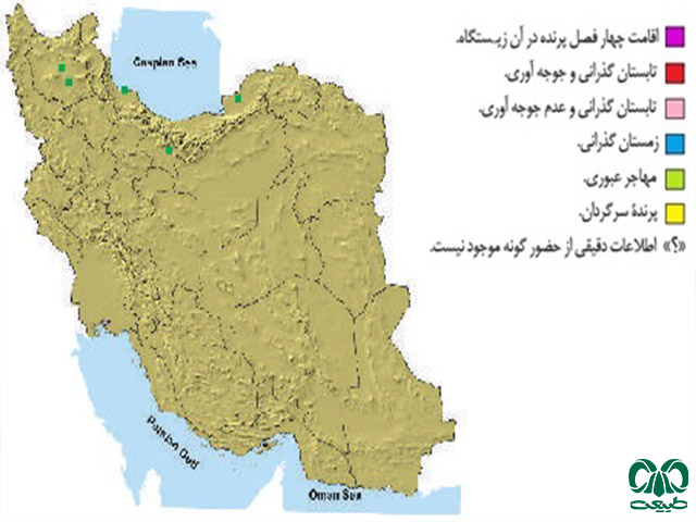شاهین پا سرخ در ایران