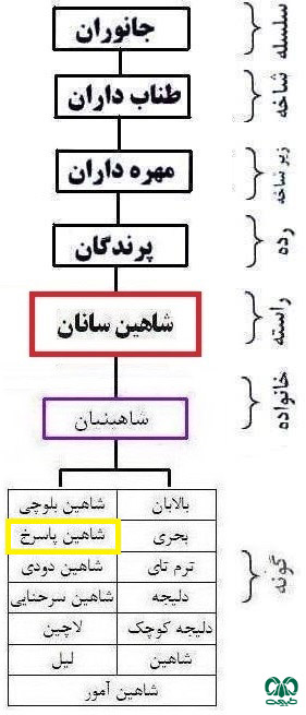 طبقه‌بندی گونه شاهین پاسرخ