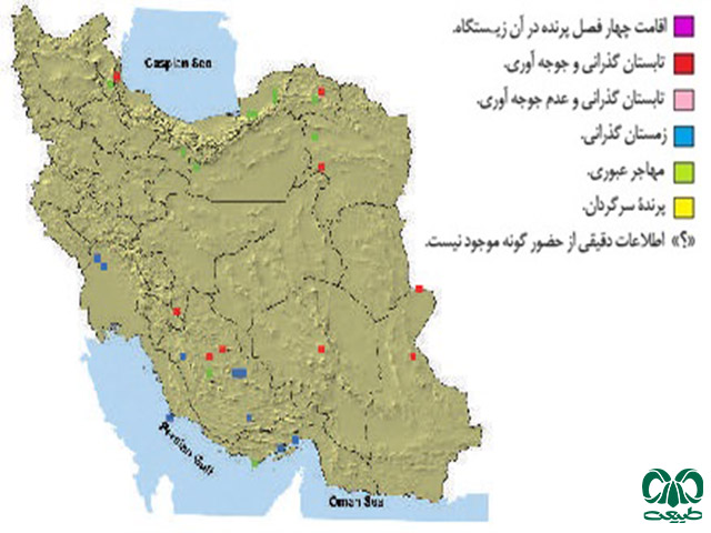 شاهین در ایران