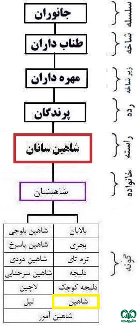  طبقه‌بندی گونه شاهین