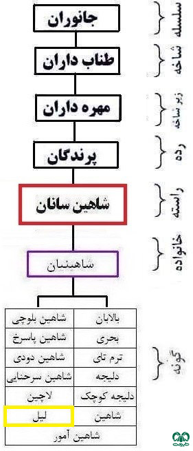 طبقه‌بندی گونه لیل