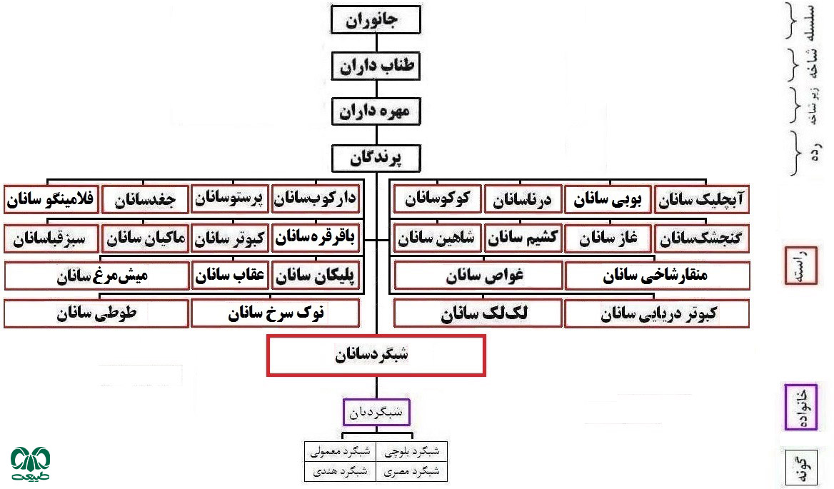 شبگرد سانان در ایران