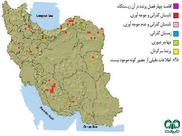  گونه دلیجه کوچک در ایران