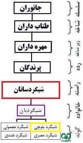 طبقه‌بندی گونه شبگرد بلوچی