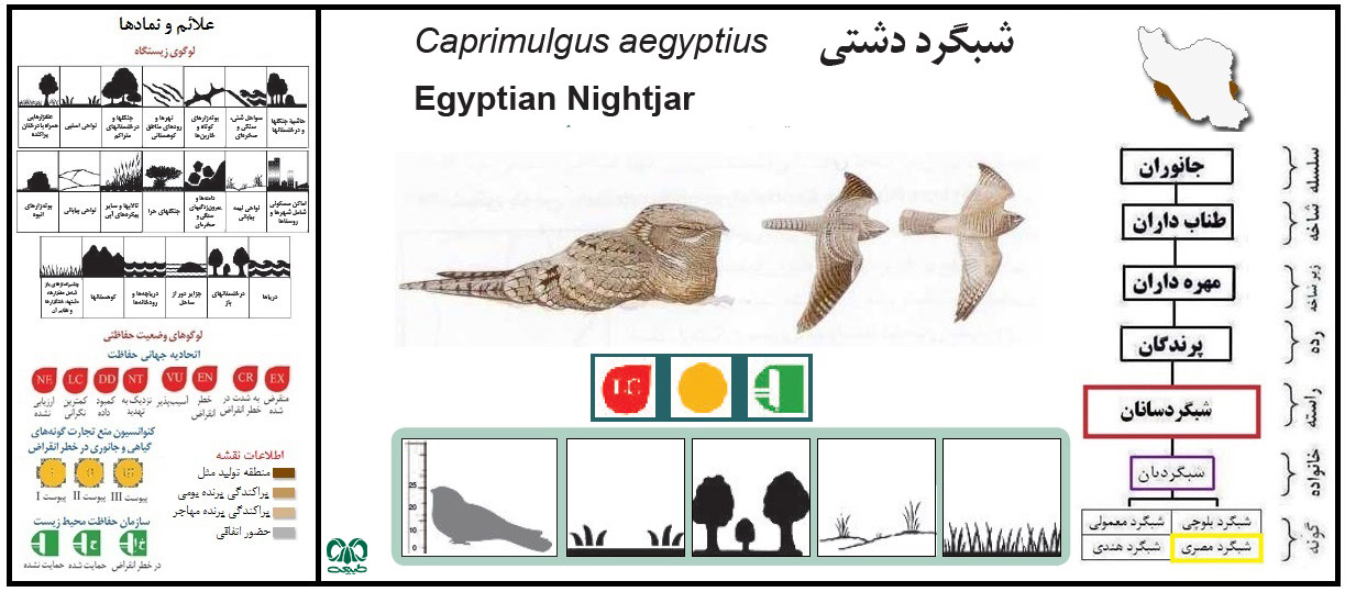 گونه شبگرد مصری 