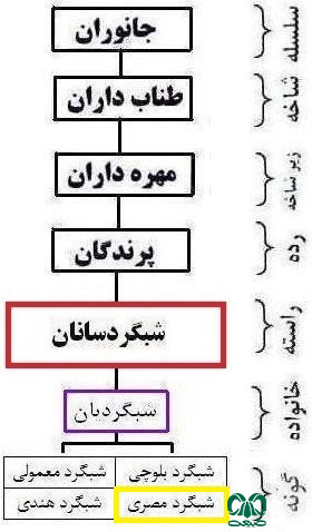  طبقه‌بندی گونه شبگرد مصری