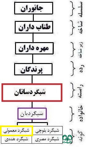 طبقه‌بندی گونه شبگرد معمولی