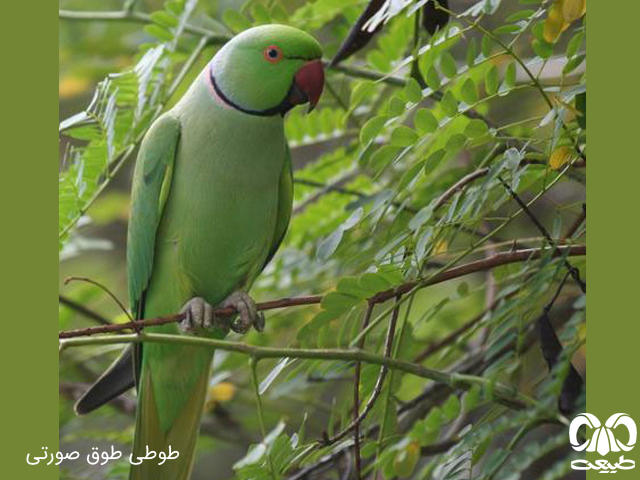 خانواده طوطیان (psittacidae) خانواده طوطیان