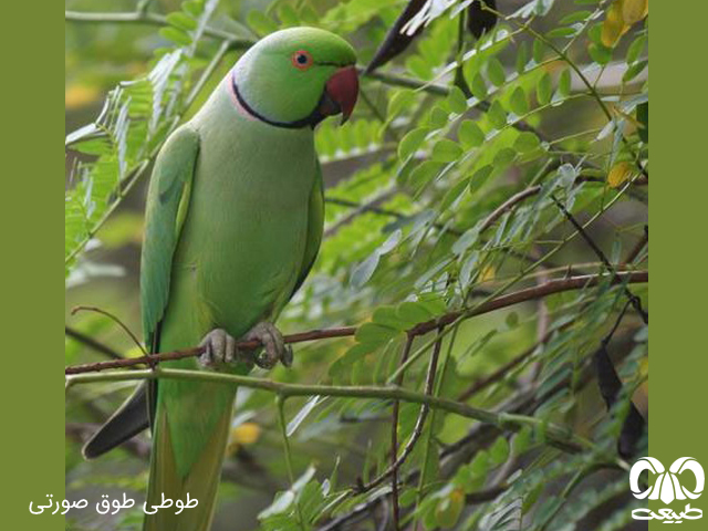 خانواده طوطیان