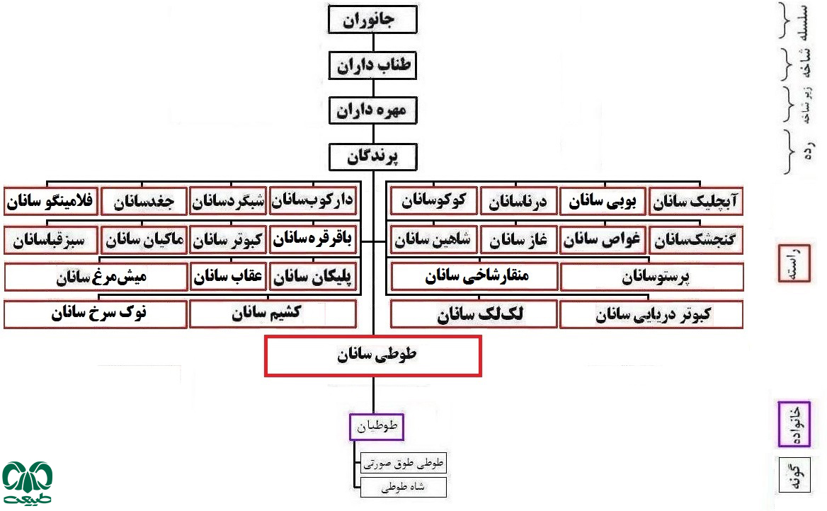 طبقه بندی خانواده طوطیان با ذکر گونهها طبقه بندی خانواده طوطیان