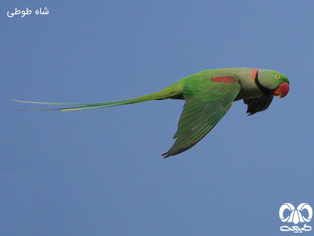 شاه طوطی