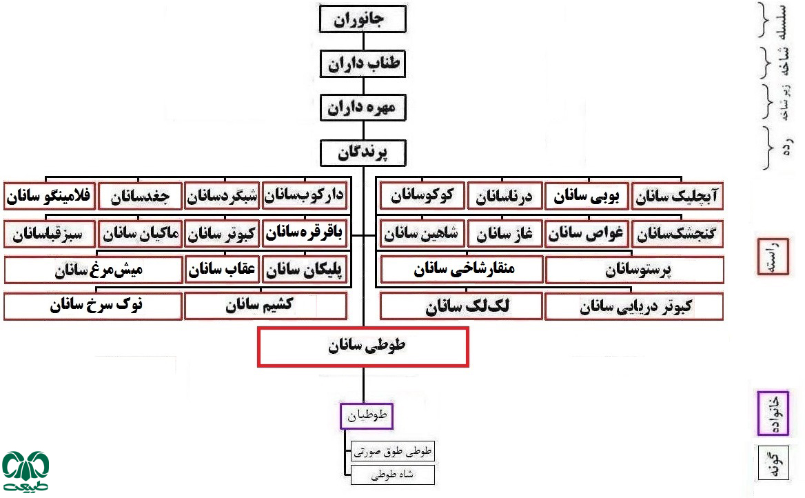 طبقه بندی راسته طوطی سانان