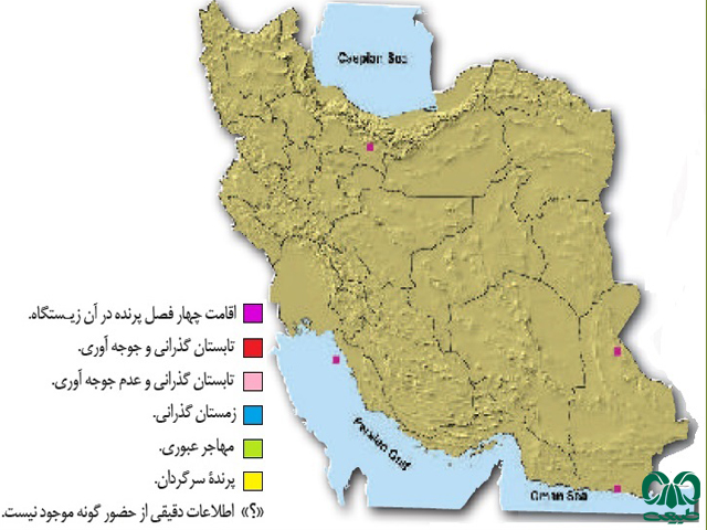 شاه طوطی در ایران