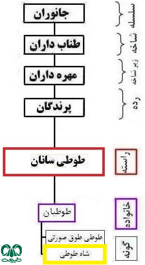 گونه شاه طوطی