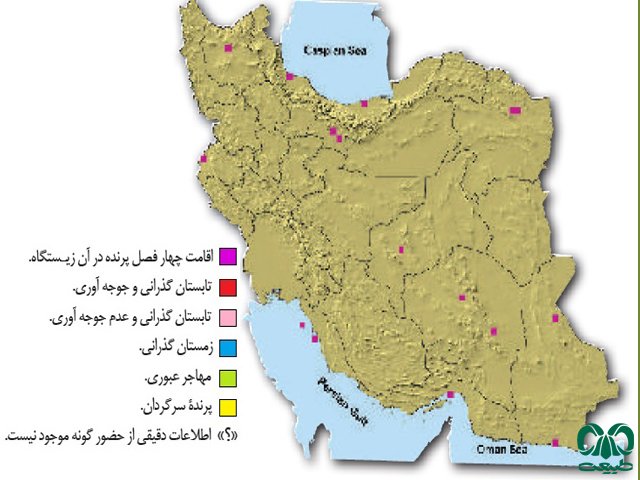 طوطی طوق صورتی در ایران