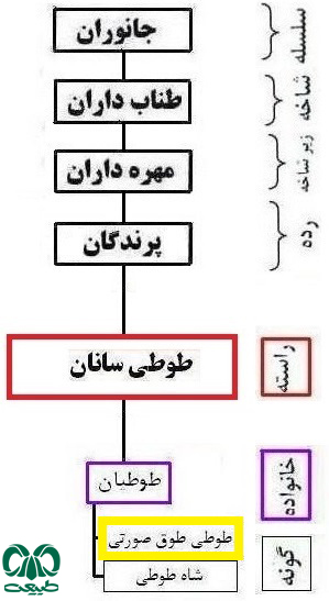 گونه طوطی