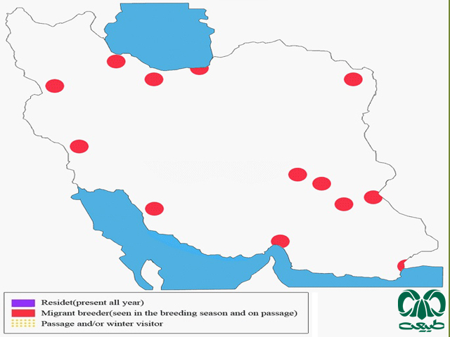 Distribution and abundance