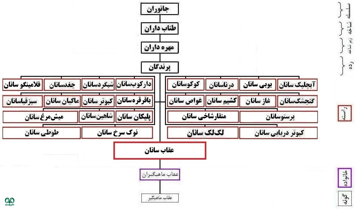 خانواده‌ عقاب ماهیگیر 