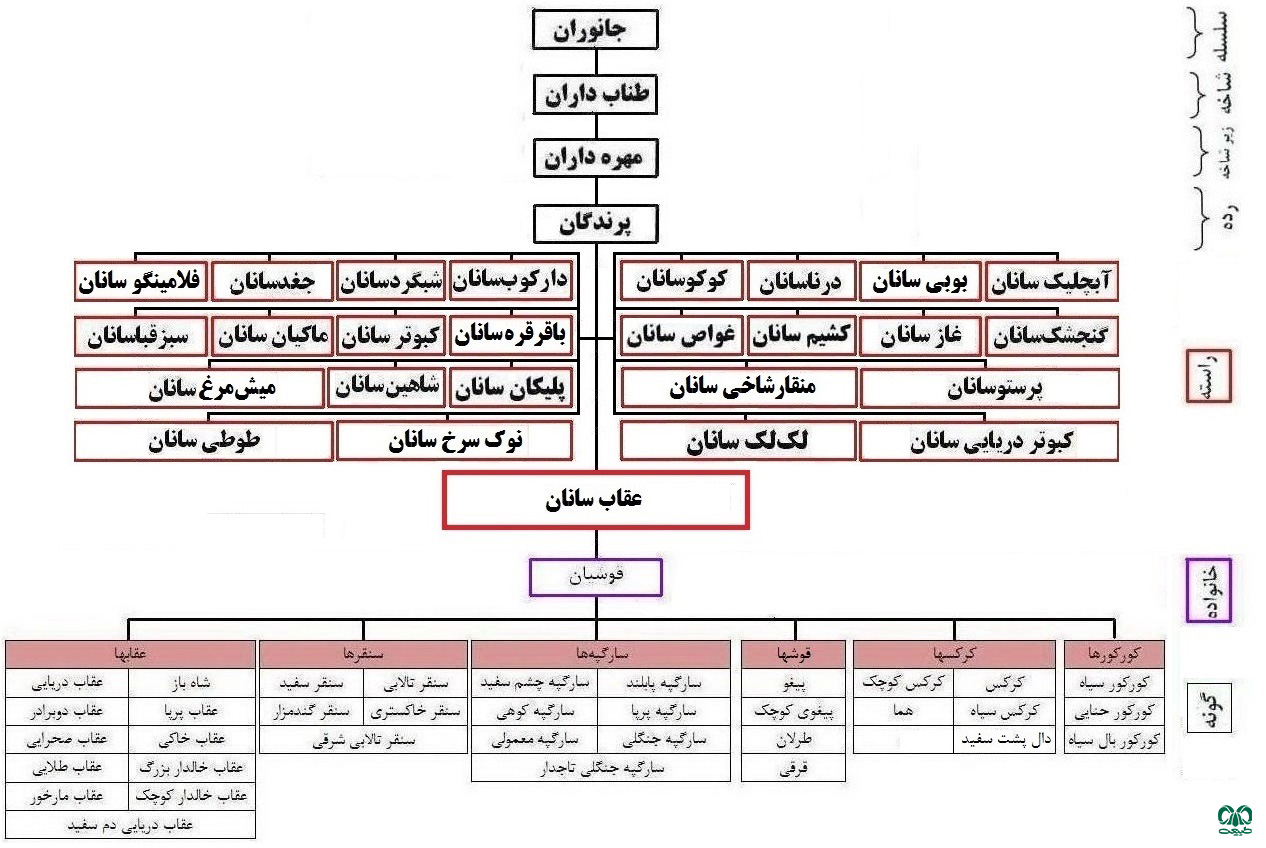 طبقه‌بندی خانواده قوشیان