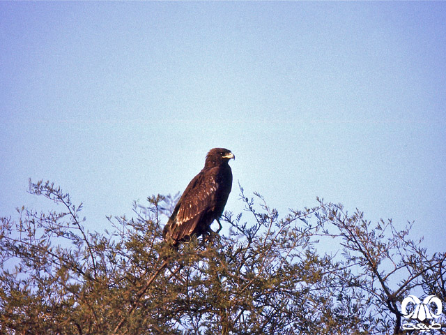 ویژگی‌های زیستی گونه عقاب خالدار بزرگ