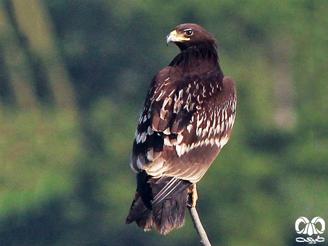 ویژگی‌های ظاهری گونه عقاب خالدار بزرگ