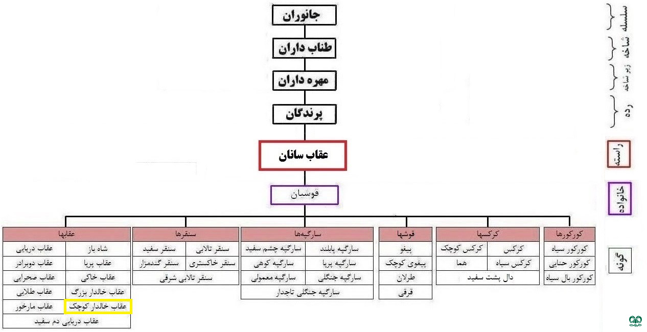  طبقه‌بندی گونه  عقاب خالدار کوچک