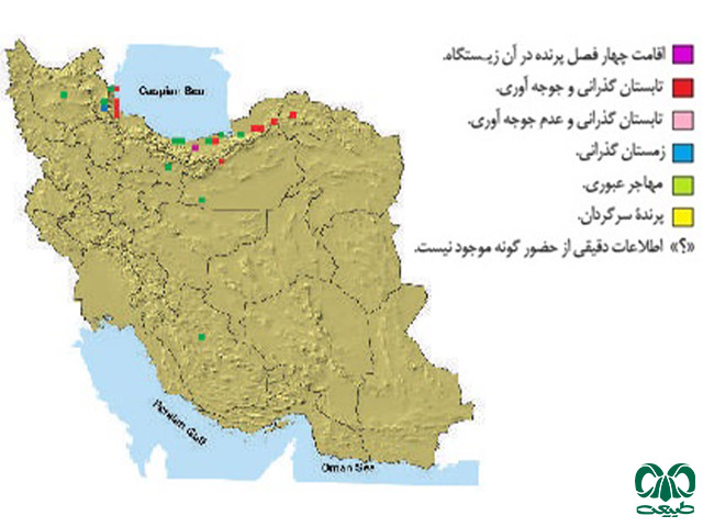 عقاب خالدار کوچک در ایران