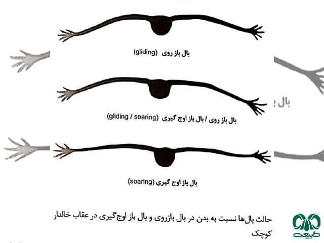 شناسایی گونه عقاب خالدار